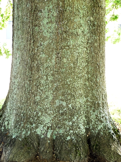 {Quercus palustris}
